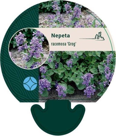 Nepeta racemosa 'Grog' geen maat specificatie 0,55L/P9cm - afbeelding 2