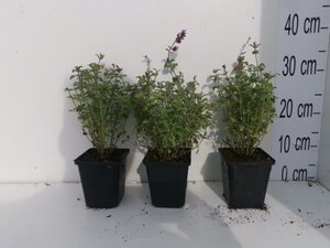 Nepeta racemosa 'Grog' geen maat specificatie 0,55L/P9cm - afbeelding 3