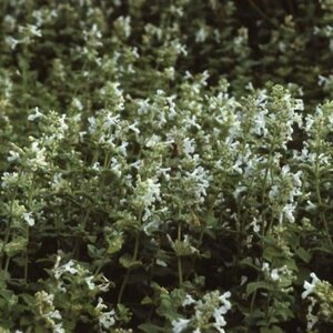 Nepeta racemosa 'Snowflake' geen maat specificatie 0,55L/P9cm