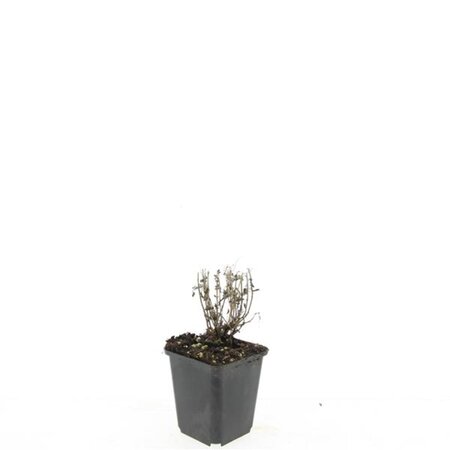 Nepeta 'Six Hills Giant' geen maat specificatie 0,55L/P9cm - afbeelding 5