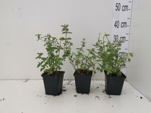 Nepeta 'Six Hills Giant' geen maat specificatie 0,55L/P9cm - afbeelding 8