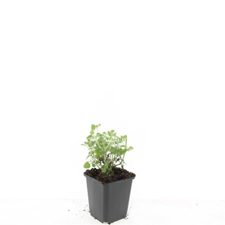 Nepeta 'Six Hills Giant' geen maat specificatie 0,55L/P9cm - afbeelding 6