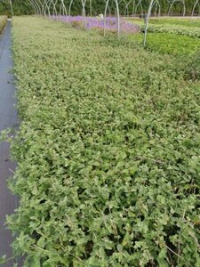 Nepeta 'Six Hills Giant' geen maat specificatie 0,55L/P9cm - afbeelding 9