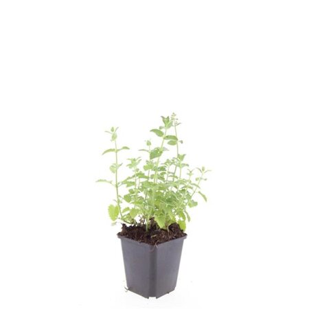 Nepeta 'Six Hills Giant' geen maat specificatie 0,55L/P9cm - afbeelding 7