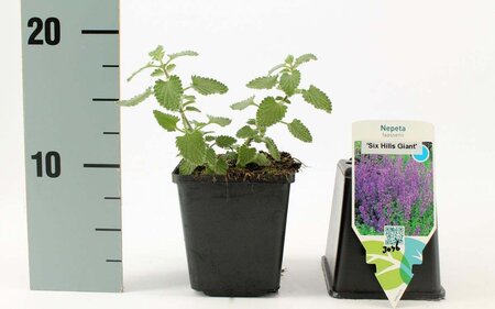 Nepeta 'Six Hills Giant' geen maat specificatie 0,55L/P9cm - afbeelding 3