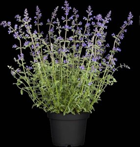 Nepeta 'Walker's Low' geen maat specificatie 0,55L/P9cm - afbeelding 1