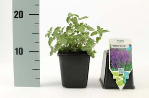 Nepeta 'Walker's Low' geen maat specificatie 0,55L/P9cm - afbeelding 4