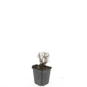 Nepeta 'Walker's Low' geen maat specificatie 0,55L/P9cm - afbeelding 5