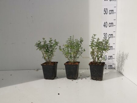 Nepeta 'Walker's Low' geen maat specificatie 0,55L/P9cm - afbeelding 8