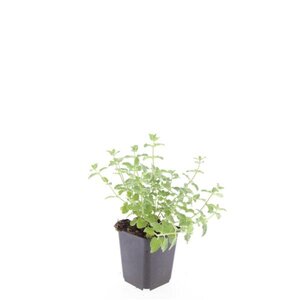 Nepeta 'Walker's Low' geen maat specificatie 0,55L/P9cm - afbeelding 6