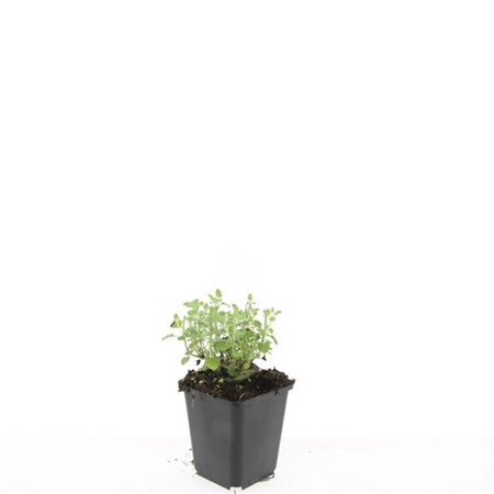 Nepeta 'Walker's Low' geen maat specificatie 0,55L/P9cm - afbeelding 7