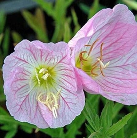 Oenothera speciosa 'Siskiyou' geen maat specificatie 0,55L/P9cm - afbeelding 1