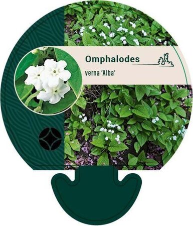 Omphalodes verna 'Alba' geen maat specificatie 0,55L/P9cm - afbeelding 3