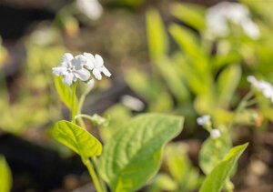 Omphalodes verna 'Alba' geen maat specificatie 0,55L/P9cm - afbeelding 1