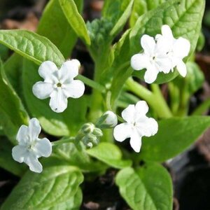 Omphalodes verna 'Alba' geen maat specificatie 0,55L/P9cm - afbeelding 2