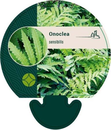 Onoclea sensibilis geen maat specificatie 0,55L/P9cm - afbeelding 4