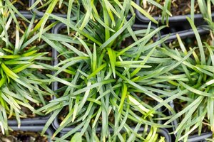 Ophiopogon jap. 'Minor' geen maat specificatie 0,55L/P9cm - afbeelding 1