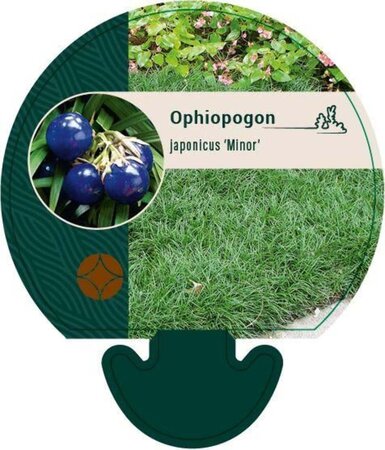 Ophiopogon jap. 'Minor' geen maat specificatie 0,55L/P9cm - afbeelding 6