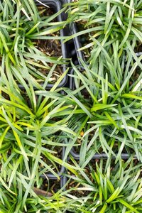 Ophiopogon jap. 'Minor' geen maat specificatie 0,55L/P9cm - afbeelding 2