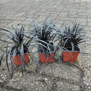 Ophiopogon plan. 'Niger' geen maat specificatie 0,55L/P9cm - afbeelding 4