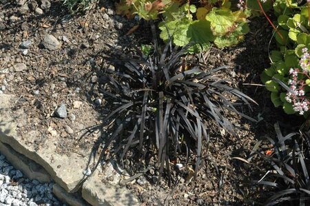 Ophiopogon plan. 'Niger' geen maat specificatie 0,55L/P9cm - afbeelding 2