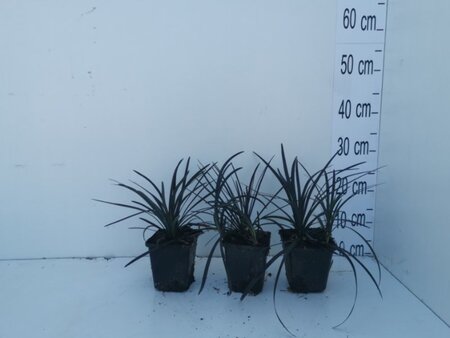 Ophiopogon plan. 'Niger' geen maat specificatie 0,55L/P9cm - afbeelding 9