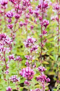 Origanum laevigatum 'Herrenhausen' geen maat specificatie 0,55L/P9cm - afbeelding 2