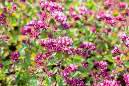 Origanum 'Rosenkuppel' geen maat specificatie 0,55L/P9cm - afbeelding 1