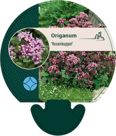 Origanum 'Rosenkuppel' geen maat specificatie 0,55L/P9cm - afbeelding 3