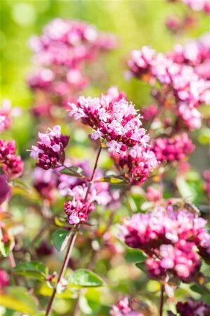 Origanum 'Rosenkuppel' geen maat specificatie 0,55L/P9cm - afbeelding 2