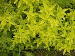 Origanum vulg. 'Aureum' geen maat specificatie 0,55L/P9cm - afbeelding 1