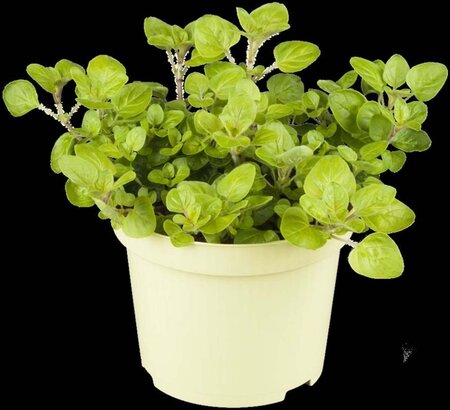 Origanum vulg. 'Aureum' geen maat specificatie 0,55L/P9cm - afbeelding 2