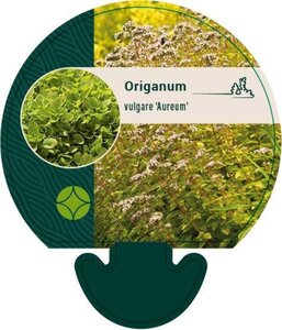 Origanum vulg. 'Aureum' geen maat specificatie 0,55L/P9cm - afbeelding 6