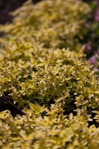 Origanum vulg. 'Aureum' geen maat specificatie 0,55L/P9cm - afbeelding 3