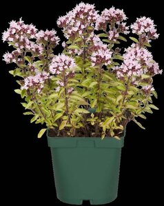 Origanum vulg. 'Aureum' geen maat specificatie 0,55L/P9cm - afbeelding 4