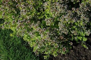 Origanum vulg. 'Aureum' geen maat specificatie 0,55L/P9cm - afbeelding 5