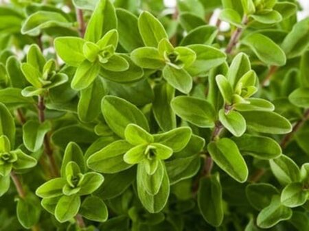 Origanum vulg. 'Compactum' geen maat specificatie 0,55L/P9cm - afbeelding 2