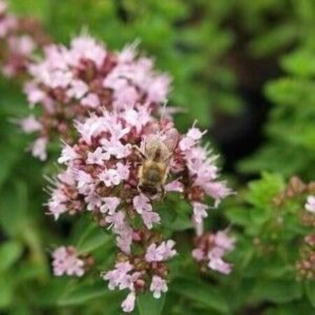 Origanum vulg. 'Compactum' geen maat specificatie 0,55L/P9cm - afbeelding 6