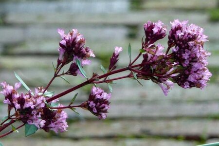 Origanum vulg. 'Compactum' geen maat specificatie 0,55L/P9cm - afbeelding 4