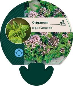 Origanum vulg. 'Compactum' geen maat specificatie 0,55L/P9cm - afbeelding 5