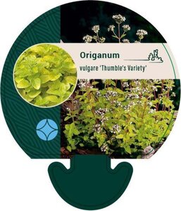 Origanum vulg. 'Thumble's Variety' geen maat specificatie 0,55L/P9cm