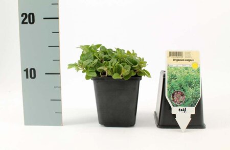 Origanum vulgare geen maat specificatie 0,55L/P9cm - afbeelding 7