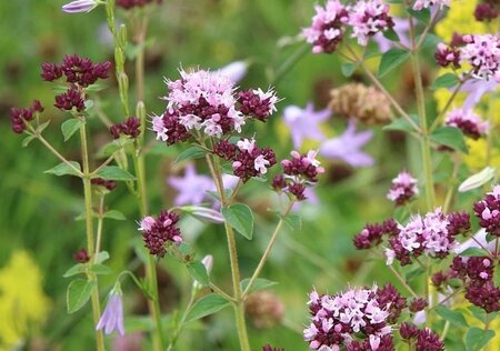 Origanum vulgare geen maat specificatie 0,55L/P9cm - afbeelding 1