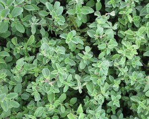 Origanum vulgare geen maat specificatie 0,55L/P9cm - afbeelding 3