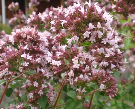 Origanum vulgare geen maat specificatie 0,55L/P9cm - afbeelding 4