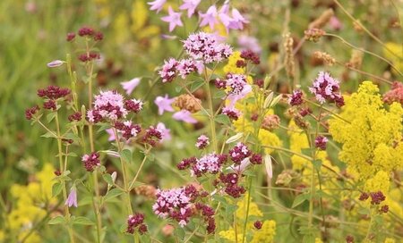 Origanum vulgare geen maat specificatie 0,55L/P9cm - afbeelding 5