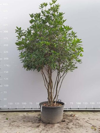 Osmanthus armatus 250-300 cm container meerstammig - afbeelding 2