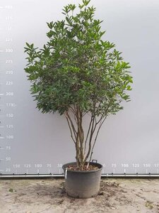 Osmanthus armatus 250-300 cm container meerstammig