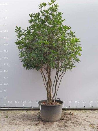 Osmanthus armatus 250-300 cm container multi-stem - image 1