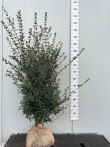 Osmanthus burkwoodii 100-125 cm met kluit - afbeelding 5